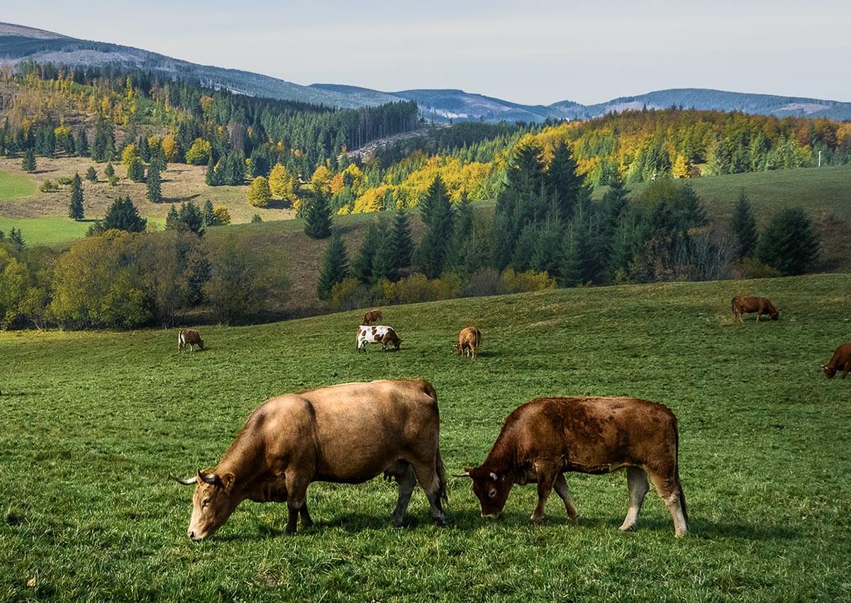 ecobeef-ourfarm-cows